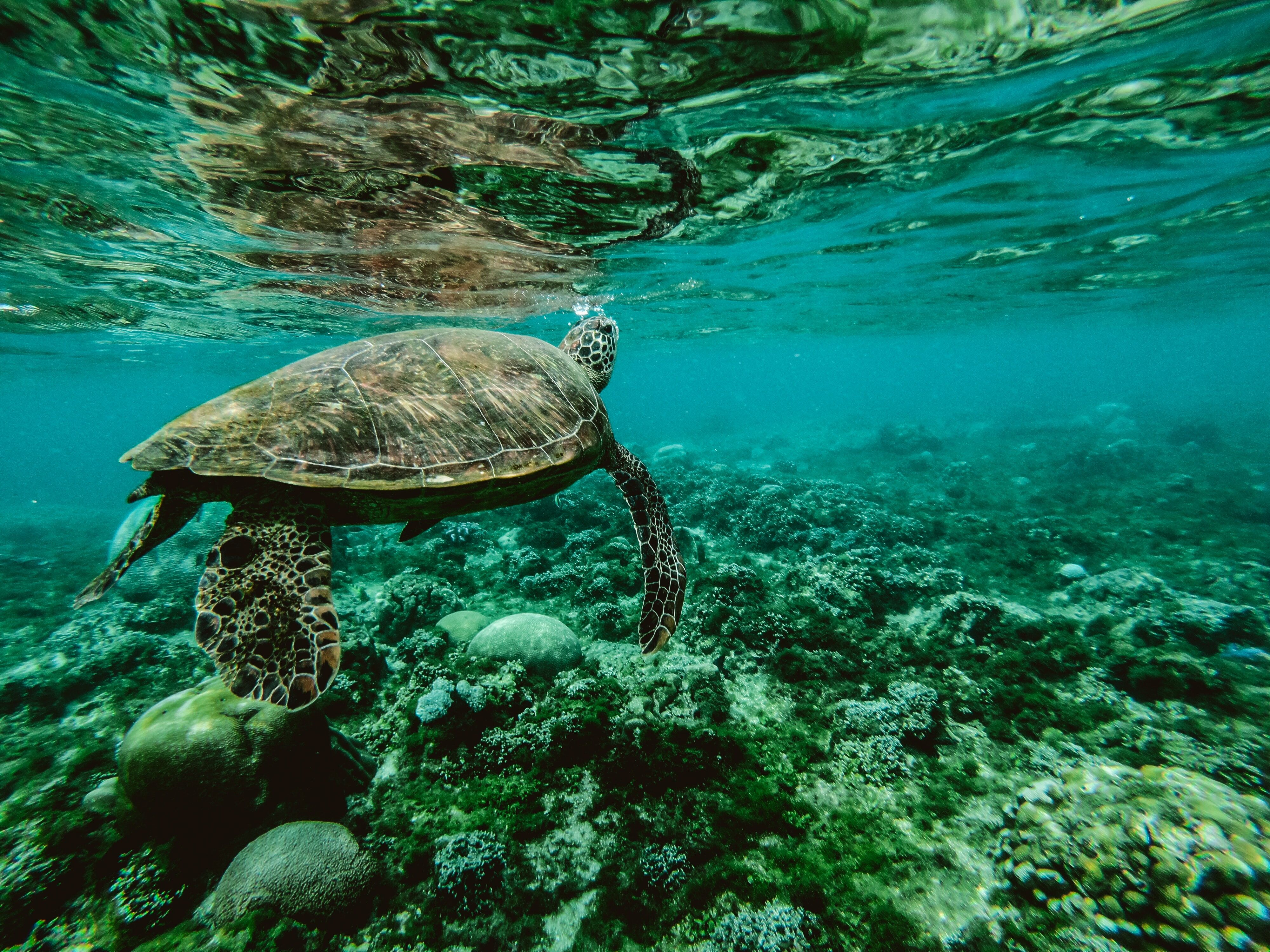 Los lugares salvajes de nuestros océanos están disminuyendo como nunca, lo que supone una inmensa pérdida de hábitat para nuestras criaturas salvajes. Crédito: Belle Co. University of Queensland.