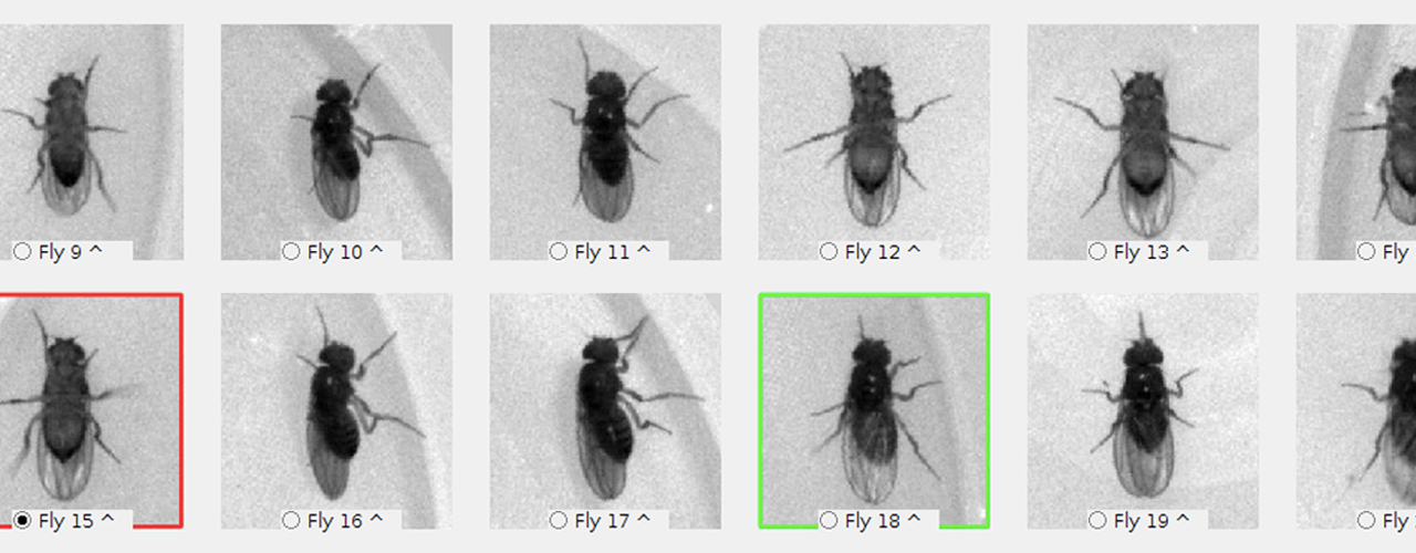 Sistema de identificación visual de la mosca utilizado en la investigación. Imagen: CIFAR.