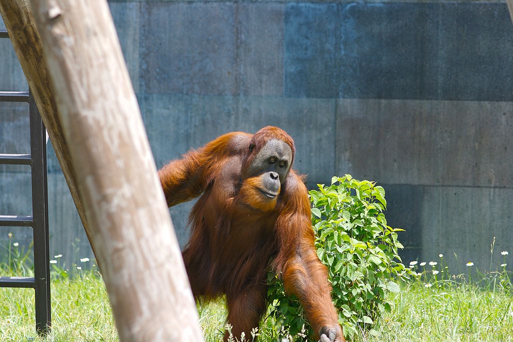 Orangután de Sumatra en el Zoo Columbus, Powell, Ohio. Foto: Ryan E. Poplin.