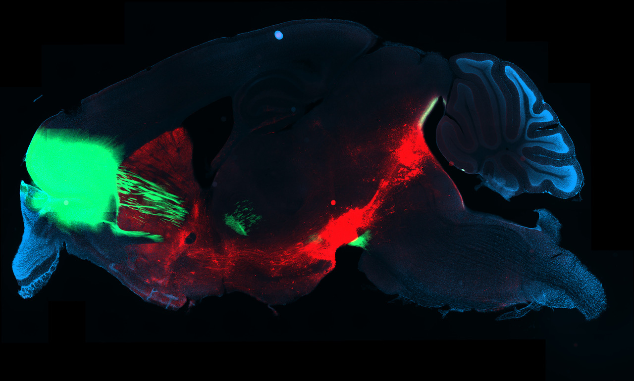 Disección de un cerebro de ratón en el que se aprecia en rojo el circuito cerebral de la recompensa y en verde la parte implicada en la decisión. Si esta parte verde está muy activa, los ratones estimulan el sistema de recompensa y se vuelven adictos. © UNIGE