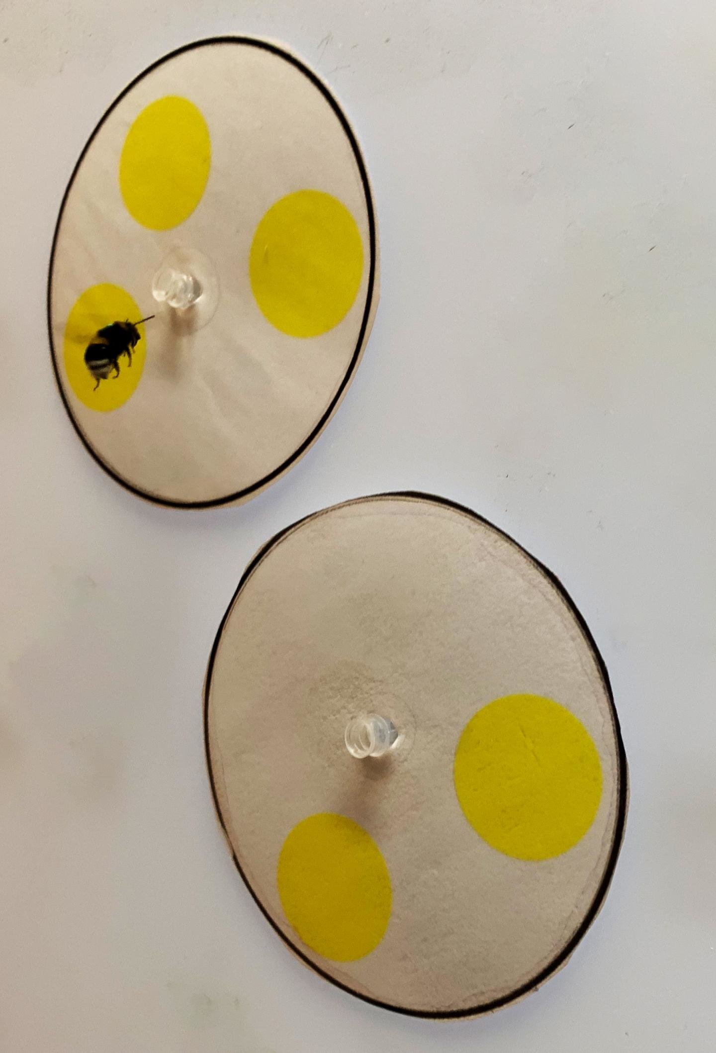 Un abejorro elige entre dos patrones que contienen diferentes números de círculos amarillos. Crédito: Lars Chittka