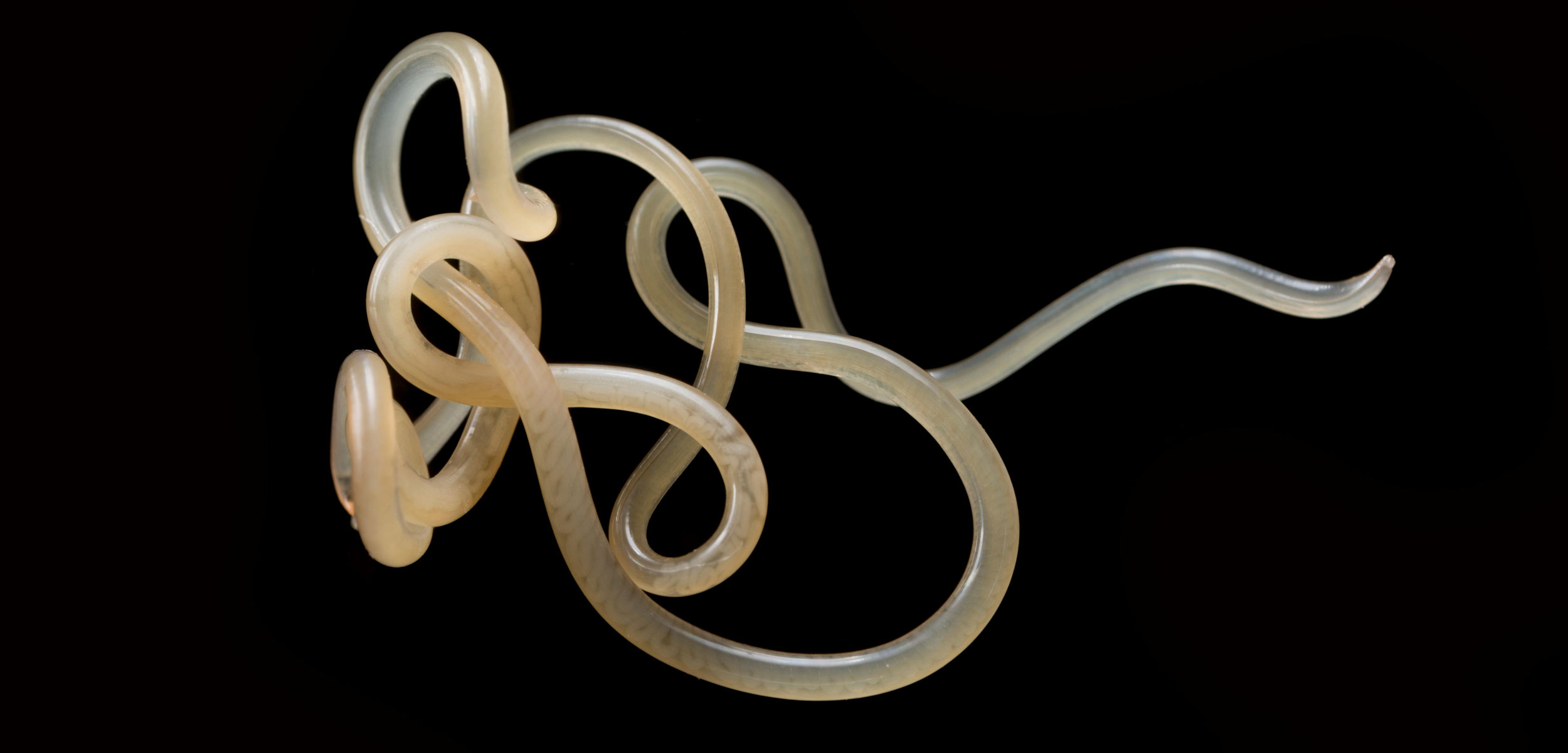 Los nematodos son uno de los organismos más comunes en la Tierra, y muchos son parásitos. Imagen: Hakai Magazine.