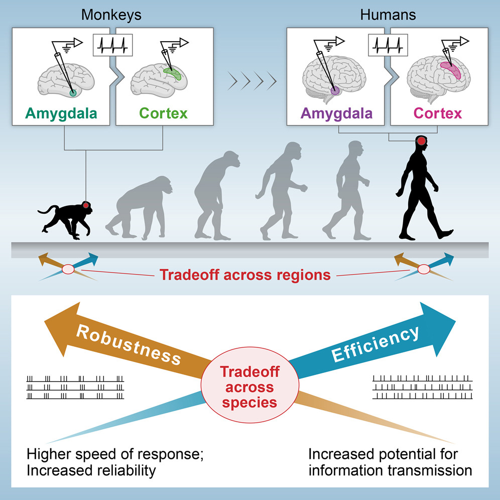 Comparativa de eficiencia y robustez de las áreas cerebrales (amígdala y corteza) de monos y hombres: cuanto más avanzado evolutivamente, más eficiente y menos robusta resulta ser cada área cerebral de humanos (derecha) y monos (izquierda). Weizmann Institute of Science.