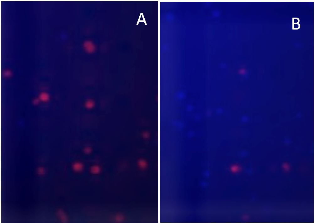 Imagen de microscopía de fluorescencia de los microorganismos de la cepa ChISG: Los organismos que aún no han captado uranio se ven en rojo por la fluorescencia de su clorofila (A), pero a medida que acumulan uranio en su interior van adquiriendo un tomo más azulado (B). Foto: Baselga-Cervera et al.
