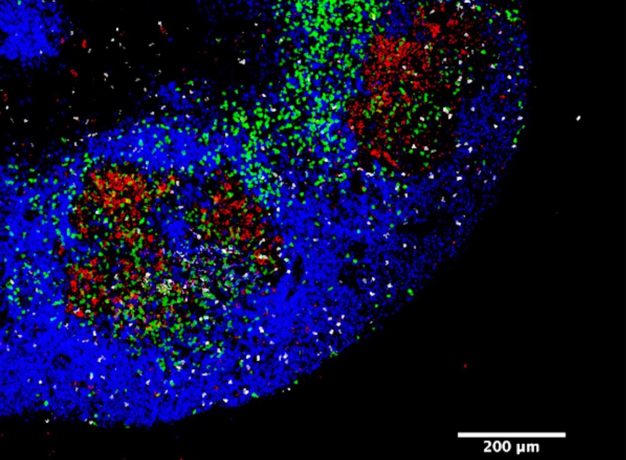 Las células B (azules) se unen a las células Tfh (blancas) en áreas conocidas como centros germinales (rojas) dentro de las amígdalas. Esa interacción les permite convertirse en células B maduras que producen anticuerpos (verdes). Imagen: Dr. Yu Kato / La Jolla Institute.