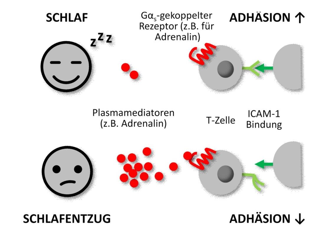 La adhesión de los linfocitos T se deteriora después de solo tres horas de privación del sueño. Imagen: University of Tübingen.