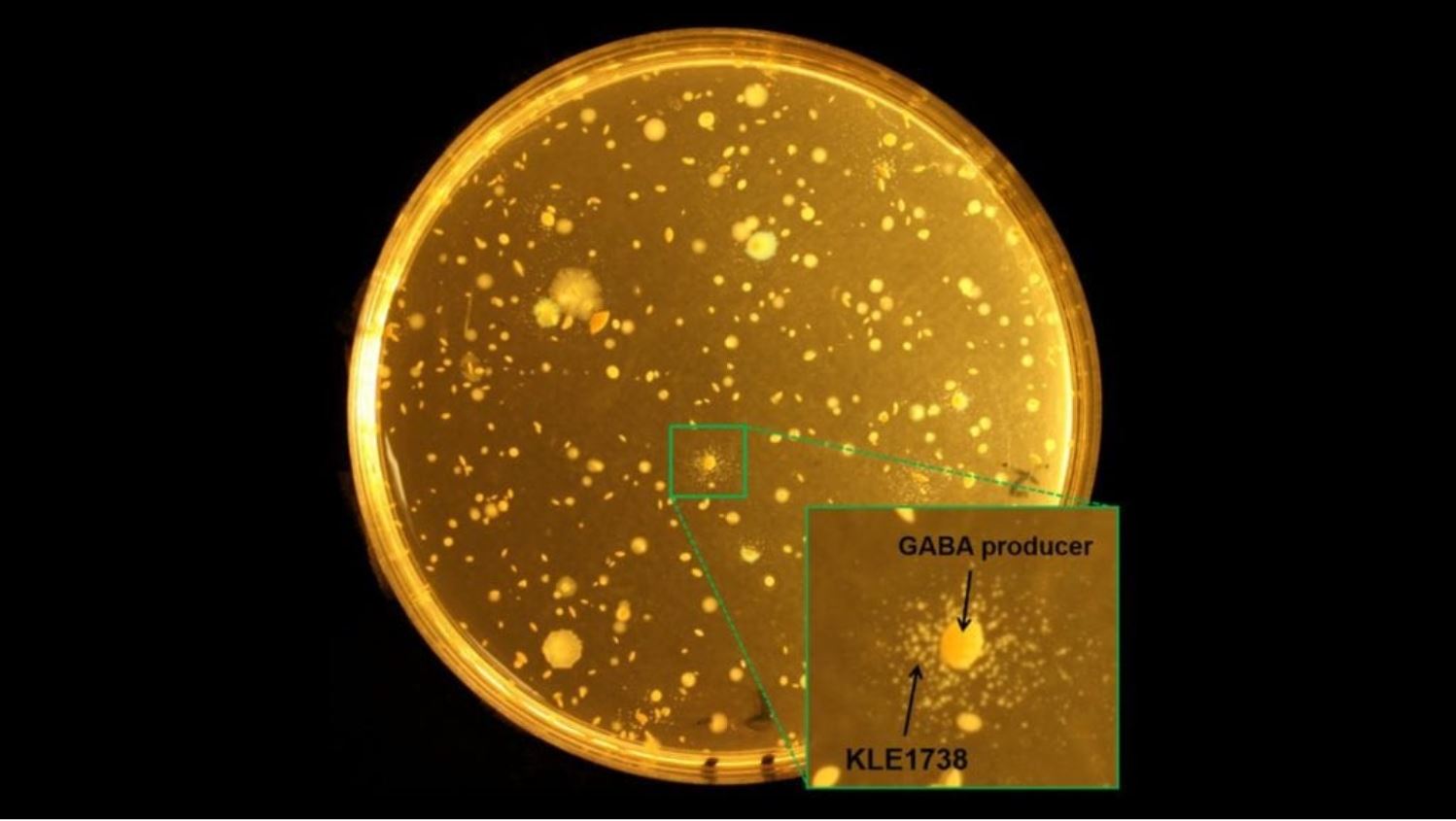 La bacteria KLE1738 depende del ácido gamma-aminobutírico (GABA), un neurotransmisor inhibidor que se encuentra en los sistemas nerviosos centrales de los mamíferos.  Cualquier colonia que apoye el crecimiento de KLE1738 es un productor de GABA. Imagen: Philip Strandwitz / Northeastern University.