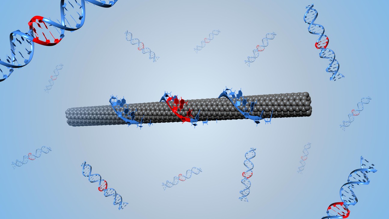 Ilustración de un nanotubo de carbono de pared simple envuelto ADN. Imagen: Benjamin Lambert, EPFL.