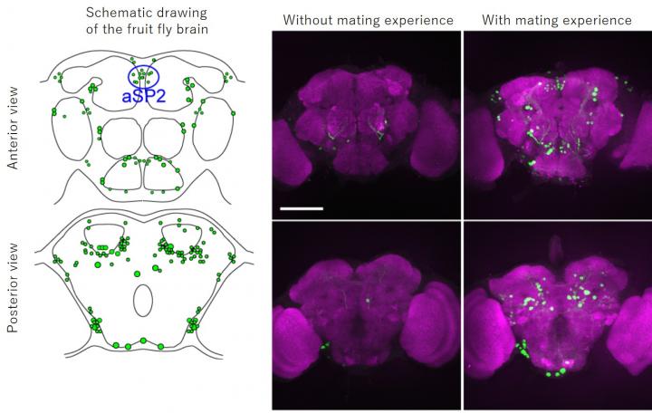 A la izquierda, dibujos esquemáticos del cerebro de la mosca de la fruta. Las células neuronales implicadas en el apareamiento están resaltadas en verde por la proteína GFP. A la derecha, imágenes de los cerebros de moscas macho con o sin experiencia de apareamiento. Las neuronas que estaban activas durante el apareamiento se tiñen de verde. Imagen: Kanazawa University.