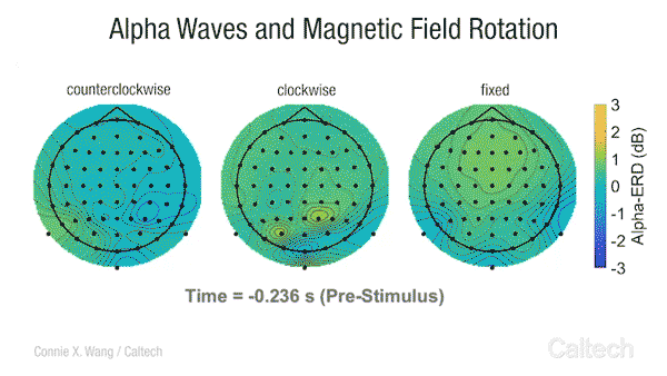 El video muestra los cambios en la amplitud de la onda alfa al percibir las rotaciones del campo magnético de la Tierra. A la izquierda, las rotaciones en sentido contrario a las agujas del reloj inducen una caída generalizada en la amplitud de las ondas alfa. (Mientras más oscuro sea el color azul, más dramática será la caída). Crédito: Connie X. Wang / Caltech.