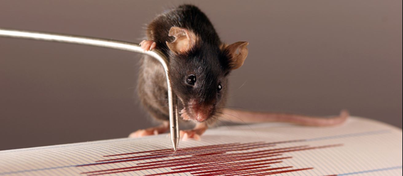 Los mecanorreceptores que se encuentran en los huesos de la extremidad anterior de los ratones podrían actuar como un sismógrafo para “escuchar” las vibraciones. Imagen: Daniel Huber /UNIGE.