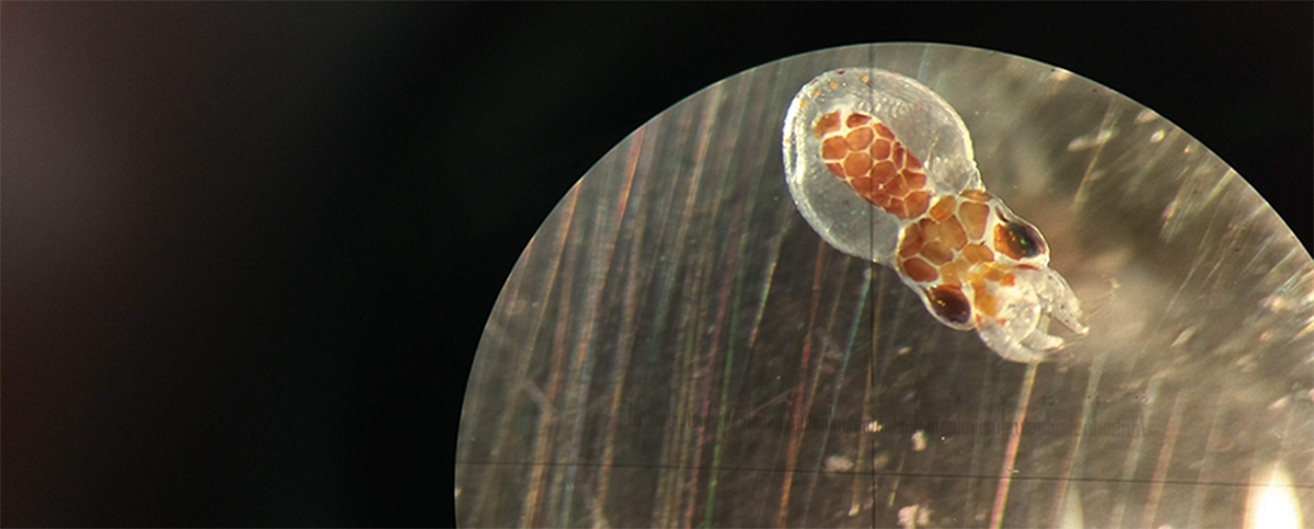 Larva de pulpo. Foto: Lilly McCormick. Scripps Institution of Oceanography.