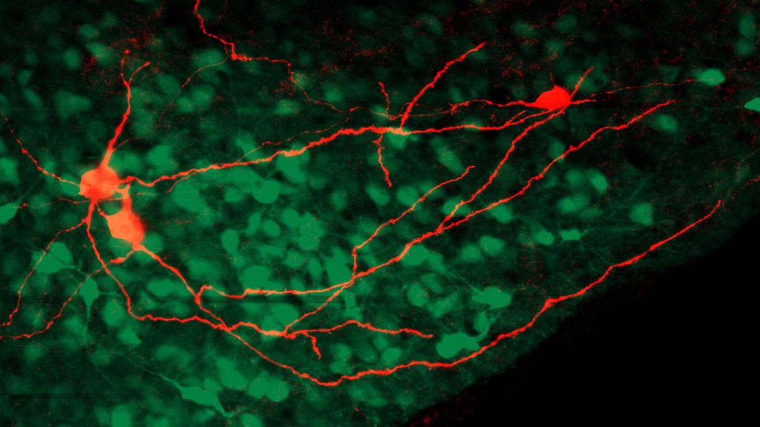 Las neuronas y sus sinapsis en el cerebro de un ratón. Crédito: Aiste Baleisyte (EPFL).