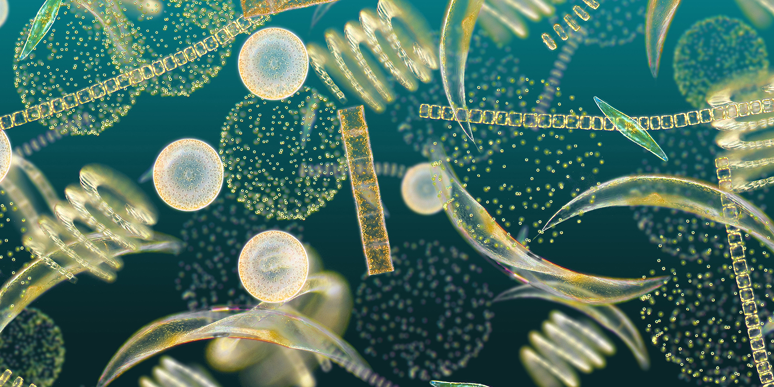 El fitoplancton cuenta con una increíble variedad de formas y especies. (Ilustración: Secchi disk Studi.)