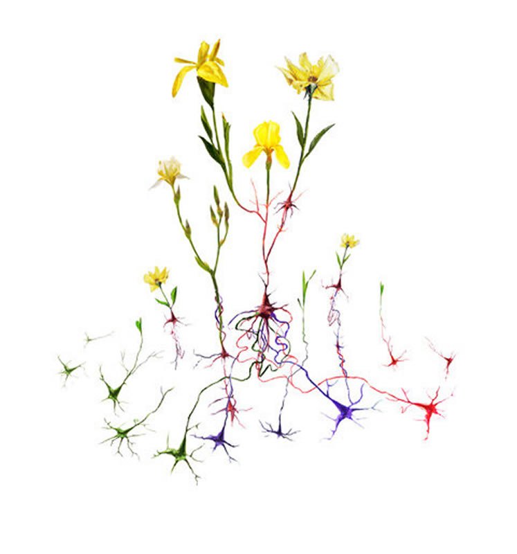 Esta ilustración muestra nuevas raíces, representadas como neuronas, que florecen en una flor significando un nuevo comportamiento o habilidad. Crédito: Frank Harris para la Universidad de Pittsburgh.