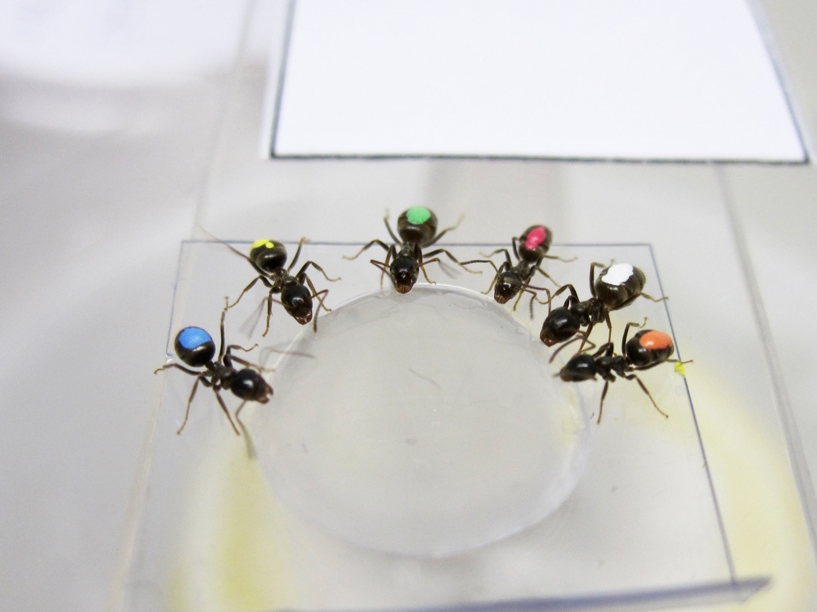 Las hormigas del experimento probando la comida facilitada por los investigadores. Crédito: A. Koch