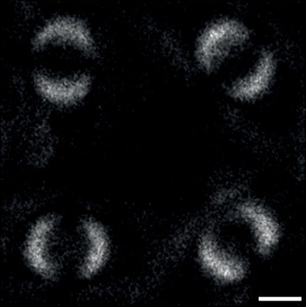 Primeras imágenes del entrelazamiento cuántico de dos fotones: ambos parecen reflejarse entre sí y forman una especie de anillo. Foto: Paul-Antoine Moreau et al./Science Advances.