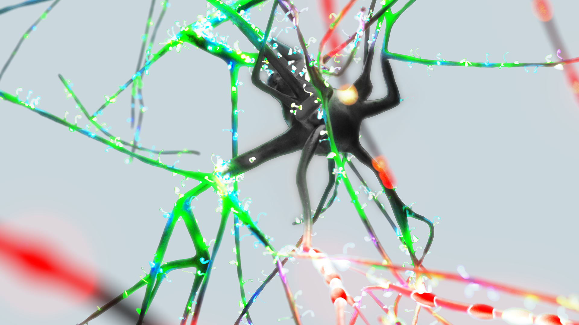 La manera en la que una neurona gestiona la información varía constantemente. Imagen: BBP / EPFL 2019.