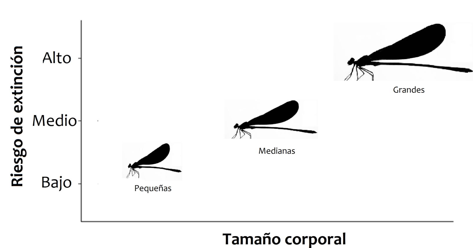 Figura 2. Relación entre riesgo de extinción y tamaño corporal encontrada en especies de caballitos del diablo.