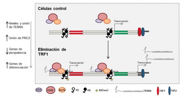 Modelo de cómo TRF1 controla la pluripotencia. En condiciones normales, las células iPS (induced pluripotent stem cells) presentan una gran expresión de TRF1, el complejo Polycomb PRC2 (formado por las proteínas EED, EZH2 y Suz12) apenas se une al genoma y hay expresión de genes relacionados con la pluripotencia. Una vez que eliminamos TRF1, aumentan drásticamente los niveles de TERRA y este evento causa un incremento del reclutamiento de PRC2 a genes implicados en el control de la pluripotencia y la diferenciación depositándose la marca epigenética K27me3, cambiando así la expresión de estos genes. / CNIO