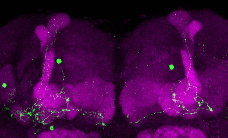 Parte del cerebro (en magenta) de la mosca de la fruta. La etiqueta genética ilumina (en verde) las neuronas que activamente crean y almacenan un recuerdo. Crédito: AG Pielage. TUK.
