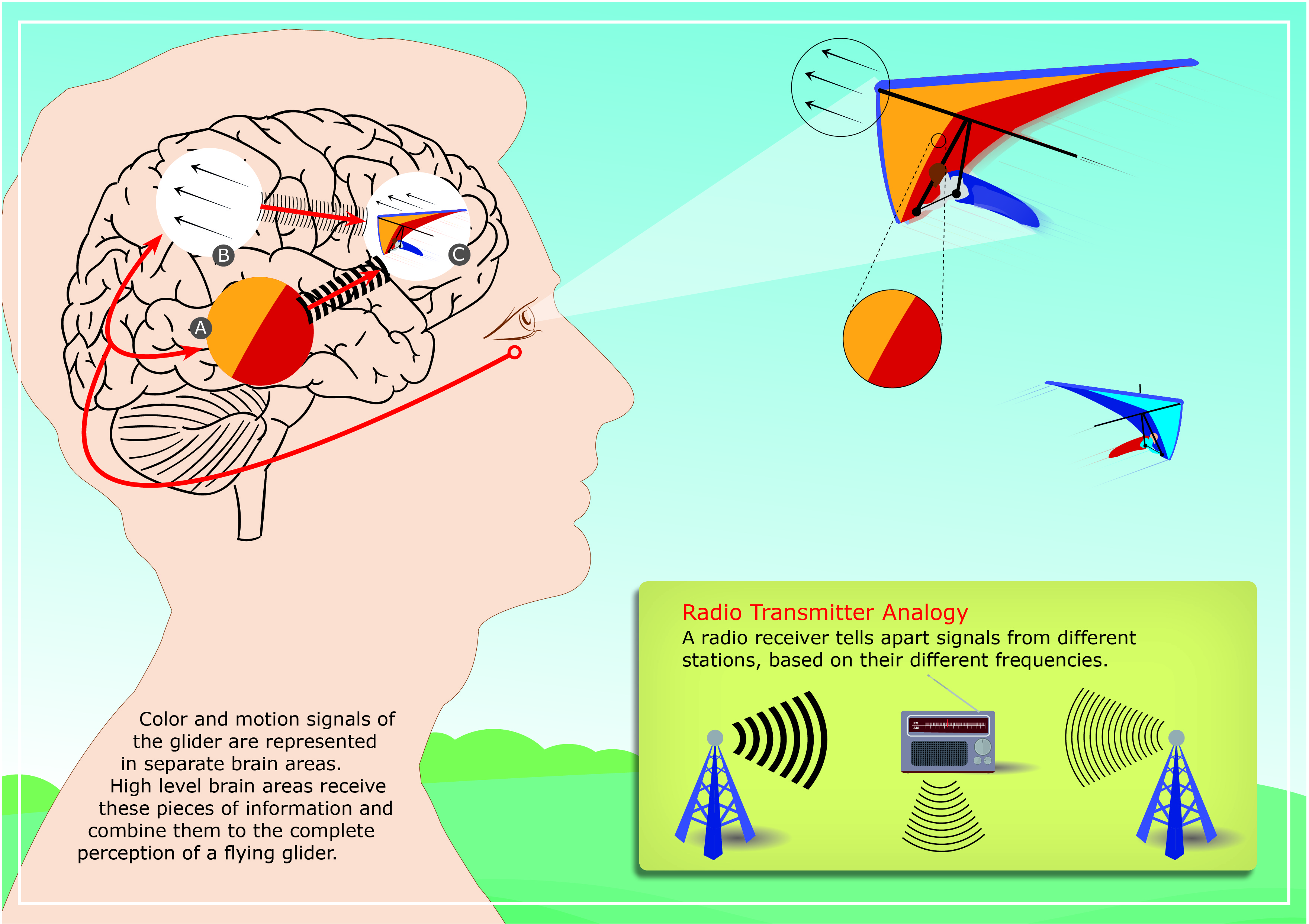 De forma similar a cómo un receptor de radio identifica el transmisor de radio desde el cual se origina una señal (insertada en la parte inferior derecha), las áreas de alto nivel de nuestro cerebro distinguen la fuente de una actividad de entrada neural en función de su frecuencia característica. En el dibujo de un cerebro humano, A y B marcan las áreas del cerebro dedicadas a analizar la información del color y la dirección del movimiento, respectivamente, y C denota áreas del cerebro de alto nivel que combinan la información sobre las características visuales individuales en una percepción unificada de los objetos visuales. En este ejemplo, el color y la dirección del movimiento del planeador seguido se analizan por separado en las áreas A y B, y luego se combinan en el área C para crear nuestra percepción única de todas las características del ala delta. Imagen: Centro Alemán de Primates.