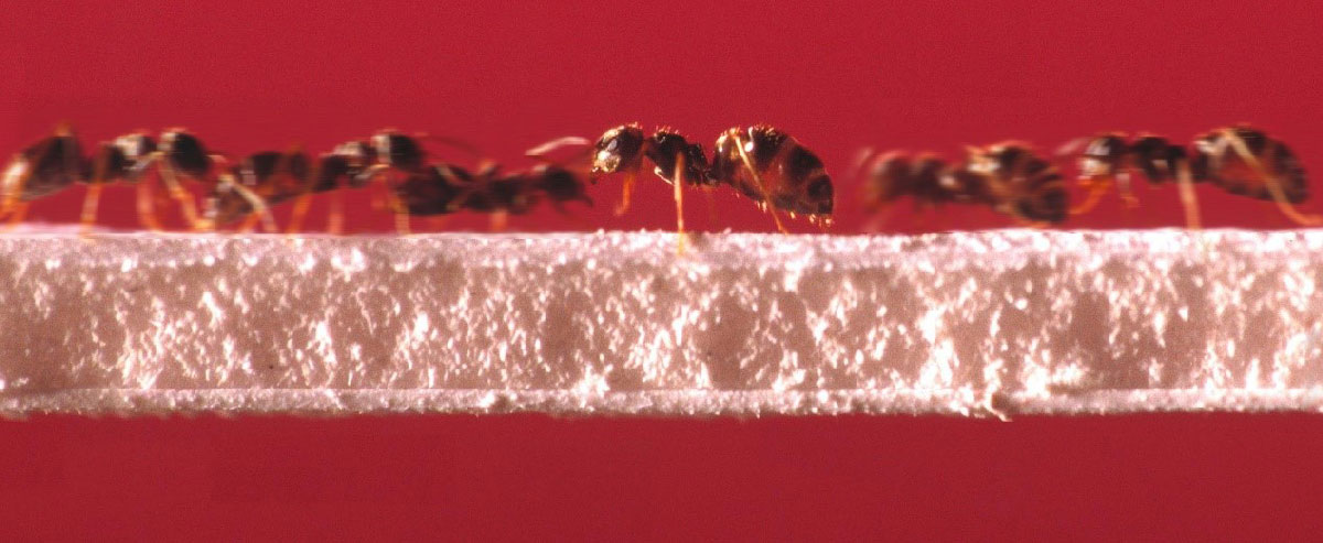 Hormigas sobre un puente. © Emmanuel PERRIN/CRCA/CNRS