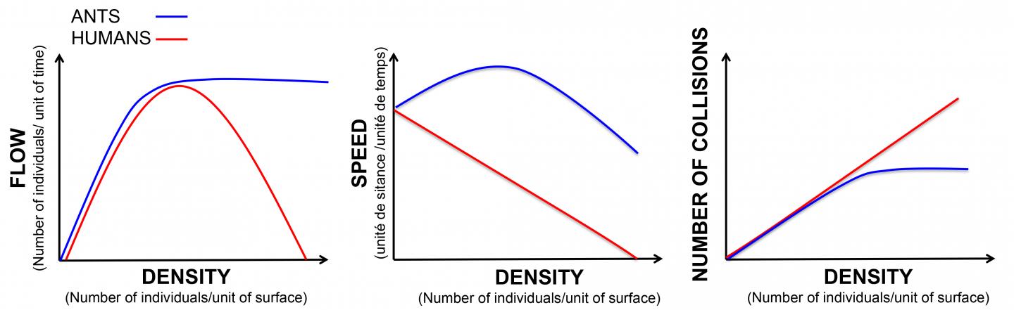 Comparación del tráfico de densidad en hormigas y humanos. © Audrey Dussutour