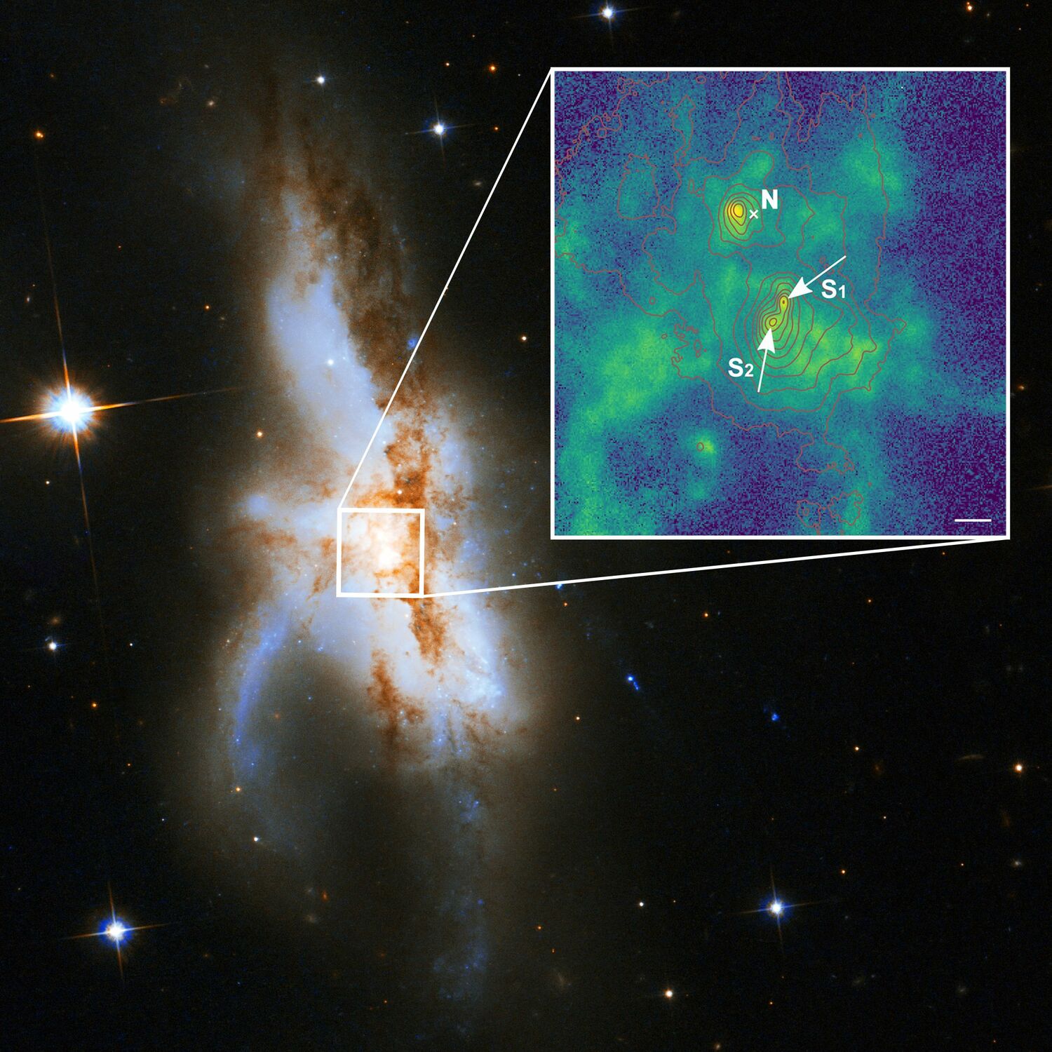 NGC 6240: el agujero negro del norte (N) está activo y se conocía antes. La nueva imagen ampliada de alta resolución espacial muestra que el componente sur consta de dos agujeros negros supermasivos (S1 y S2). El color verde indica la distribución de gas ionizado por la radiación que rodea los agujeros negros. Las líneas rojas muestran los contornos de la luz estelar de la galaxia y la longitud de la barra blanca corresponde a 1.000 años luz. Foto: P Weilbacher (AIP), NASA, ESA, Hubble Heritage (STScI / AURA) -ESA / Hubble Collaboration, y A Evans (Universidad de Virginia, Charlottesville / NRAO / Stony Brook University).