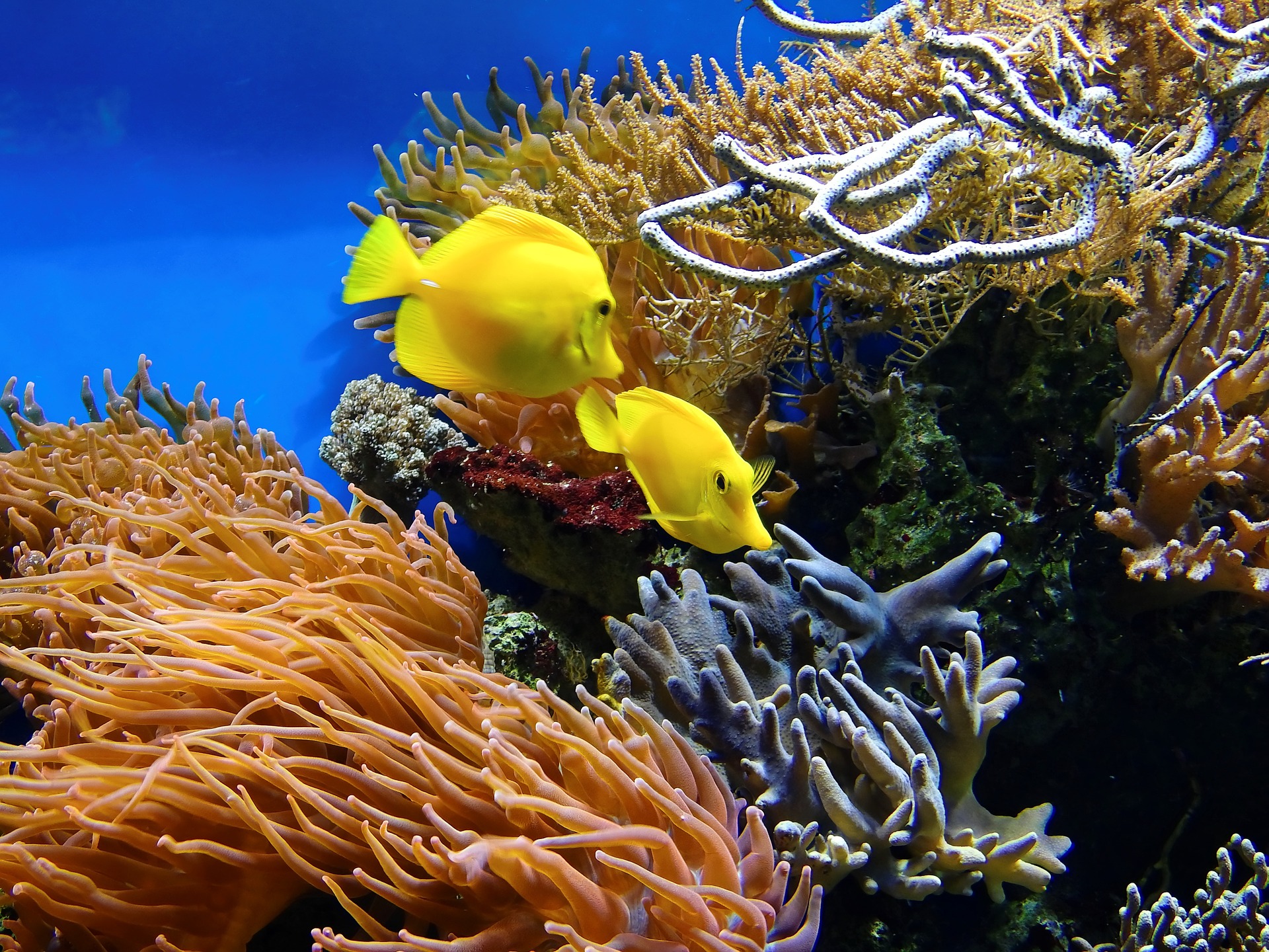 Los corales son parte de las comunidades estudiadas que se organizan en guetos. © Bruno Glätsch