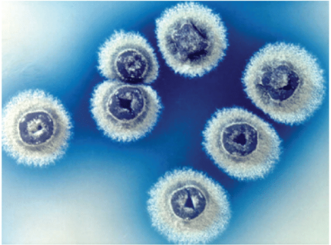 Figura 2: Streptomyces coelicor (En Research advances in understanding Streptomyces; K.F.Chater, 2016)
