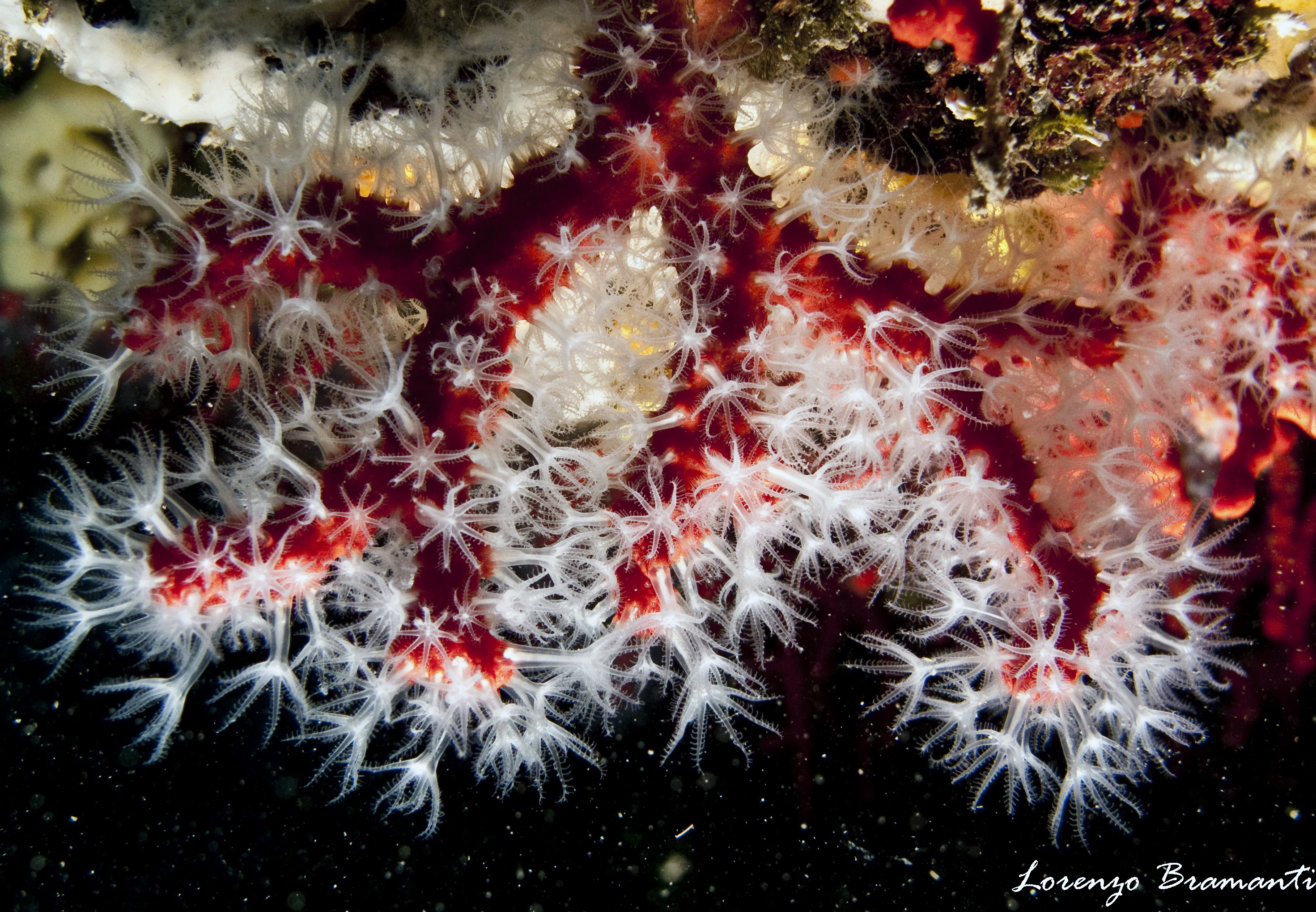 Ejemplo de coral rojo. Foto: Lorenzo Bramanti.: