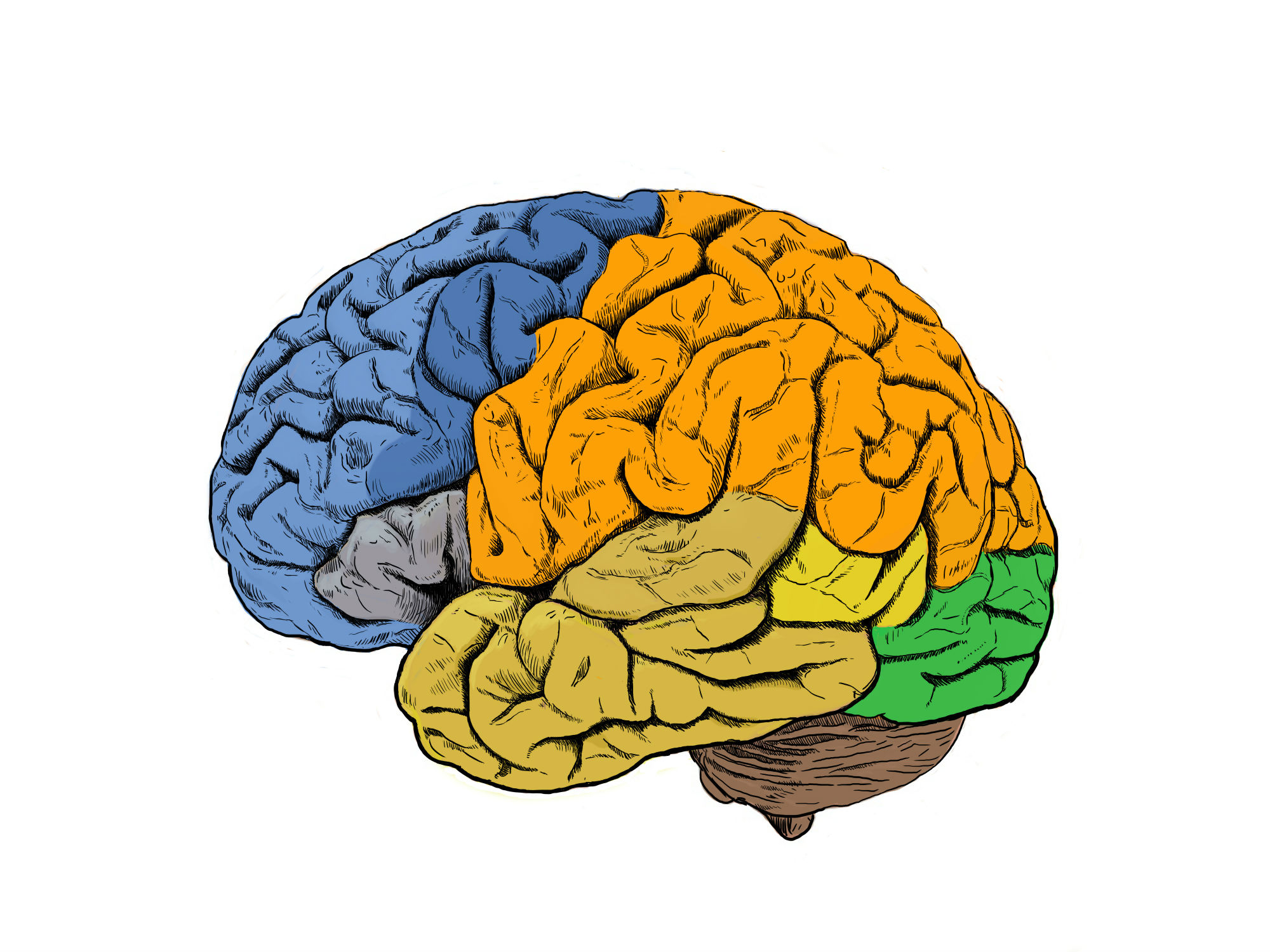 Las investigaciones se han centrado en áreas motoras (en azul oscuro) y sensoriales (en naranja) de la corteza cerebral. / CSIC