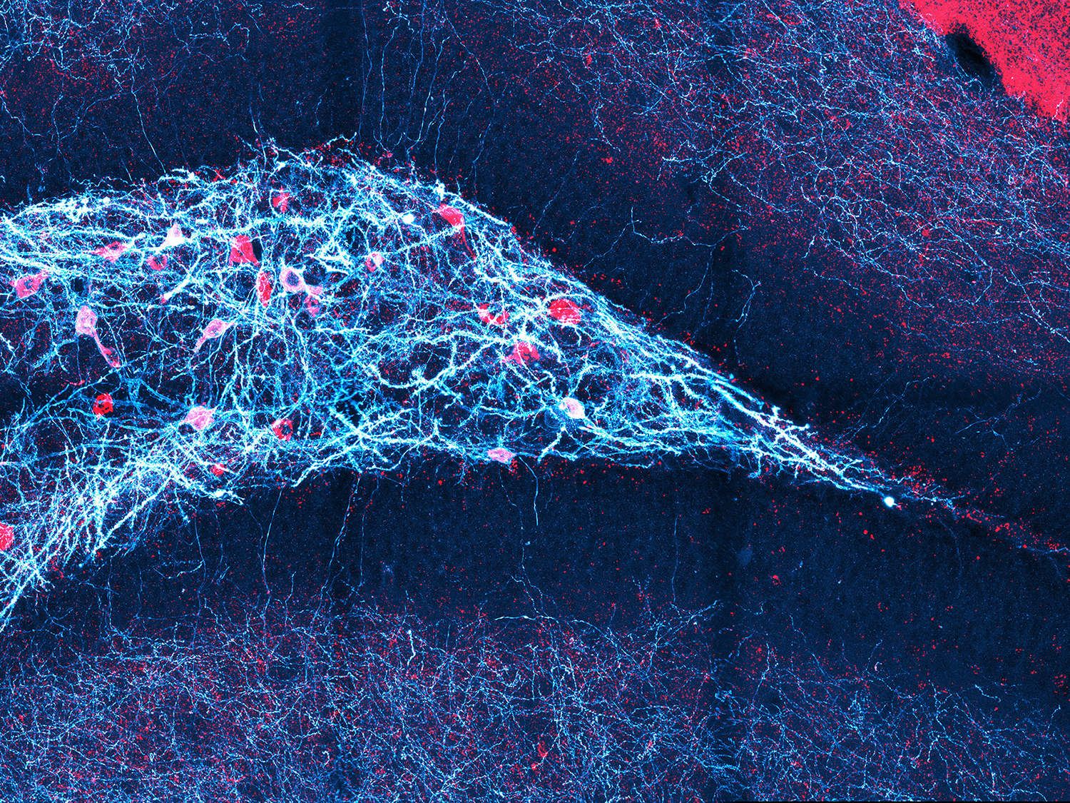 Giro dentado del ratón (la estructura en forma de flecha que apunta hacia la derecha): ciertas neuronas (rojas) se activan durante la inhibición neuronal y juegan un papel importante en este proceso. © Daniel Müller-Komorowska / Uni Bonn