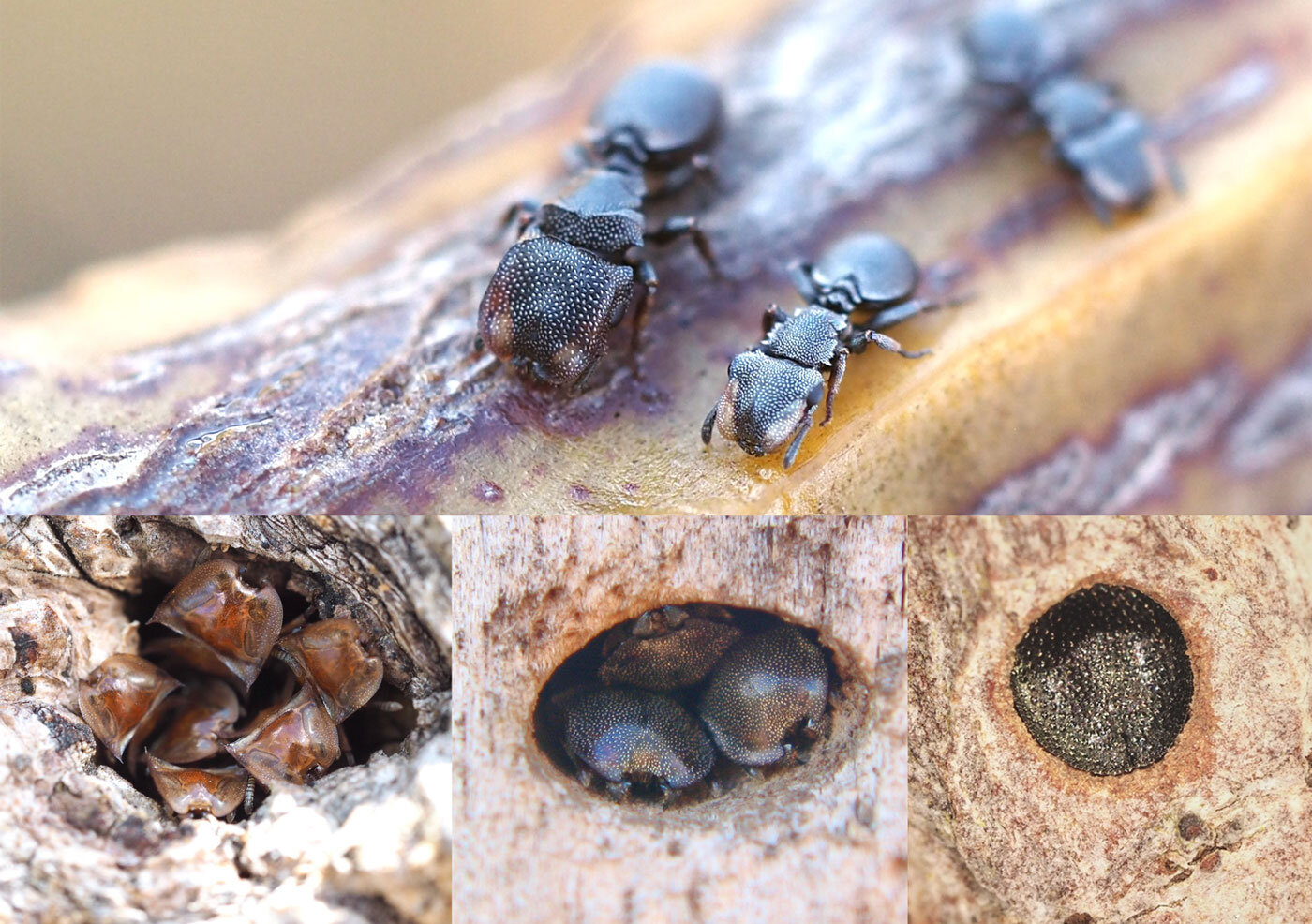 Las hormigas tortuga defienden de sus nidos adaptando la forma y tamaño de su cabeza a las dimensiones de la entrada. Foto: Universidad de Rockefeller.