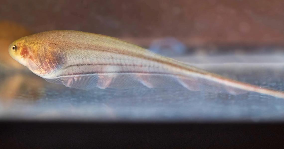 Sternopygidae Eigenmannia Virescens, mejor conocido como pez eléctrico. NJIT.
