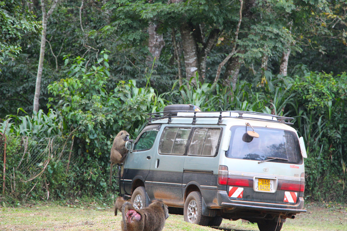 Un grupo de babuinos juega en el vehículo utilizado por la investigadora de Stanford Laura Bloomfield durante su recolección de encuestas en comunidades alrededor del Parque Nacional Kibale de Uganda. (Crédito de la imagen: Laura Bloomfield).