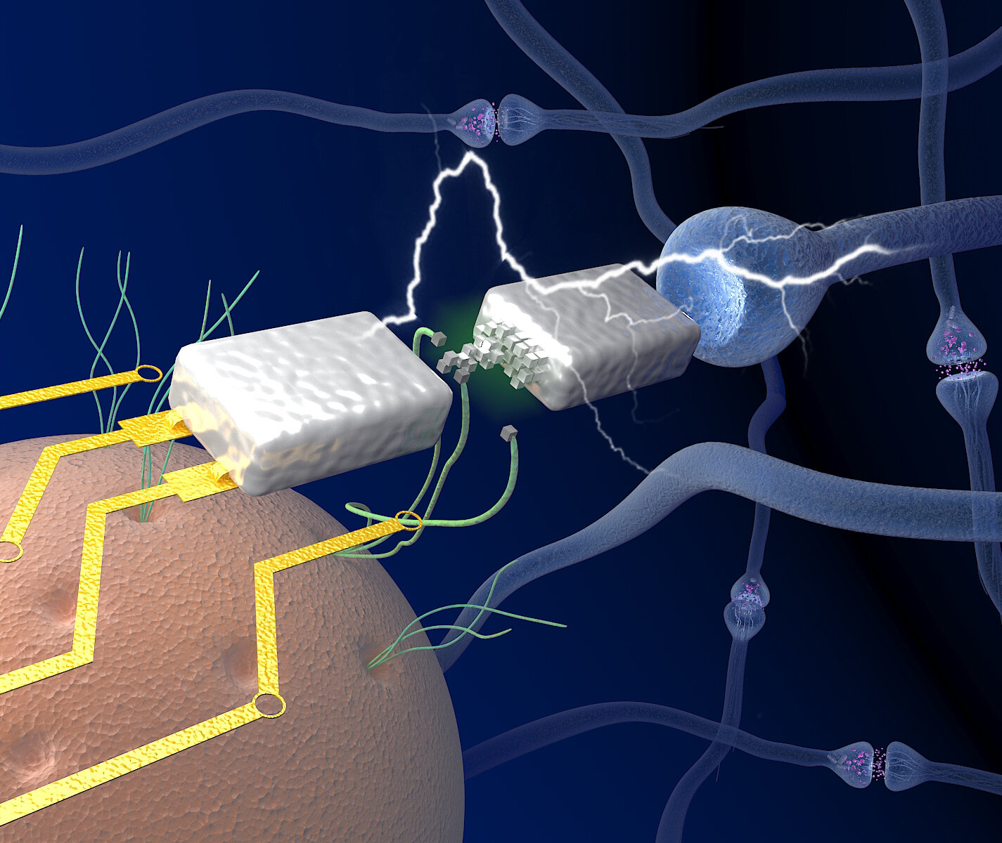 Los nanocables de proteínas (en verde) recolectados del microbio Geobacter (en naranja) facilitan el funcionamiento del dispositivo de memoria electrónica (color plata) con voltajes biológicos, emulando los componentes neuronales (uniones azules) en un cerebro. Foto cortesía de UMass Amherst / Yao lab.