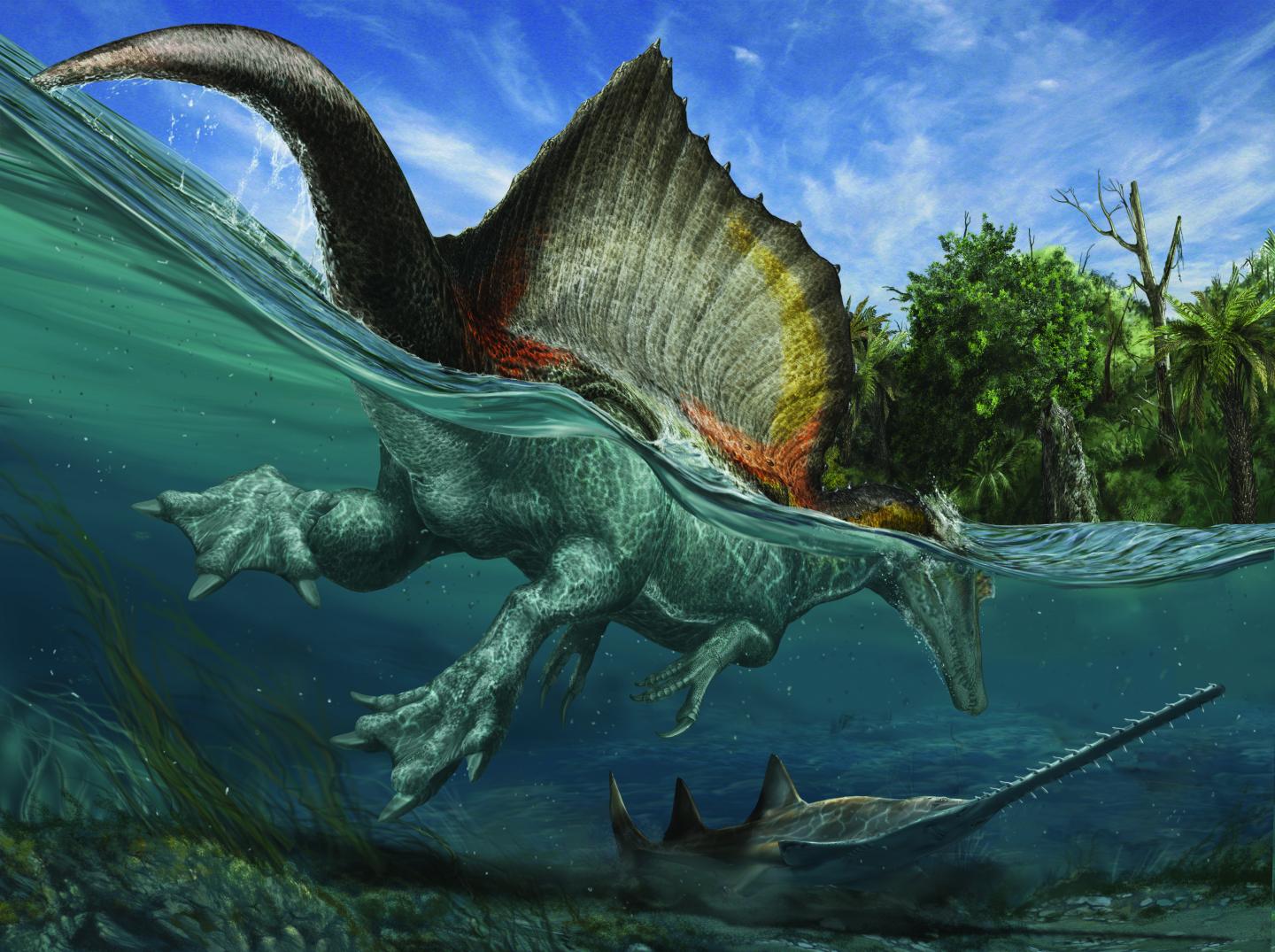 El más famoso de los dinosaurios Kem Kem, el Spinosaurus gigante semiacuático, y el más común de los fósiles de Kem Kem, el pez sierra gigante Onchopristis, se enredan en las aguas costeras poco profundas en un cálido día del Cretácico tardío. Ilustración de Davide Bonadonna.