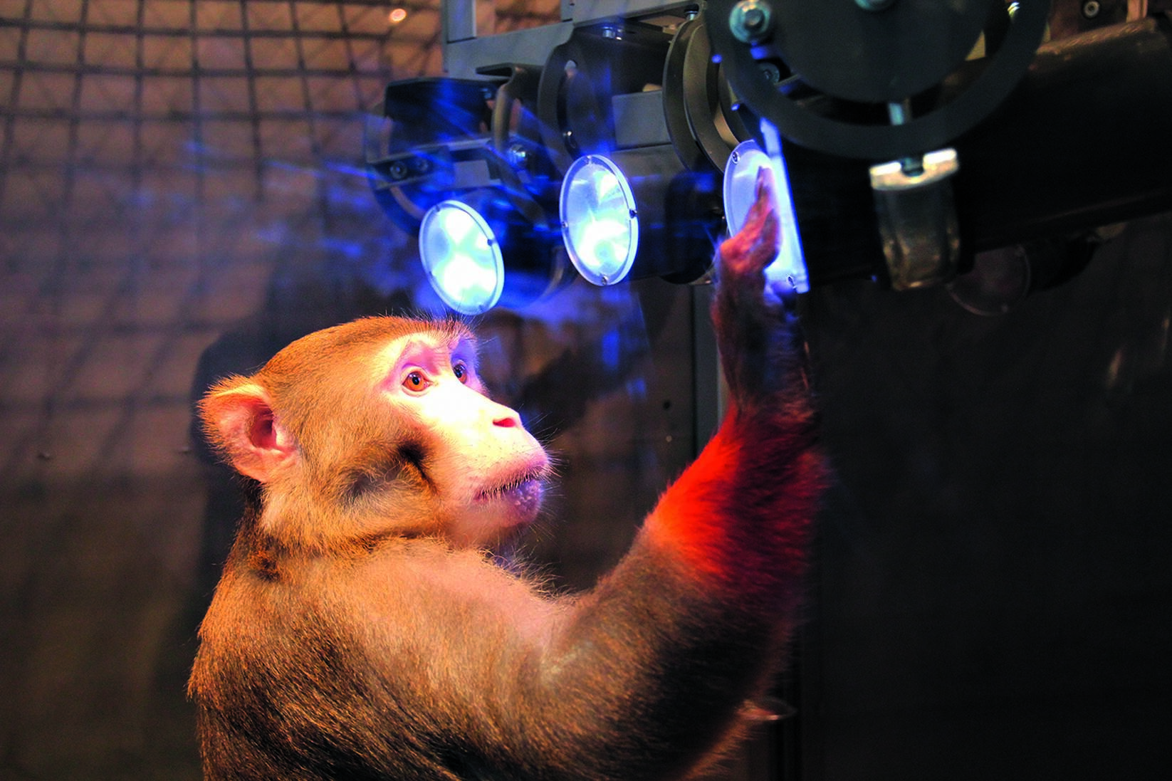 Un mono Rhesus (Macaca mulatta) del experimento, aprendiendo a tocar objetivos que se distribuyen en la entorno controlado. Foto: Michael Berger.