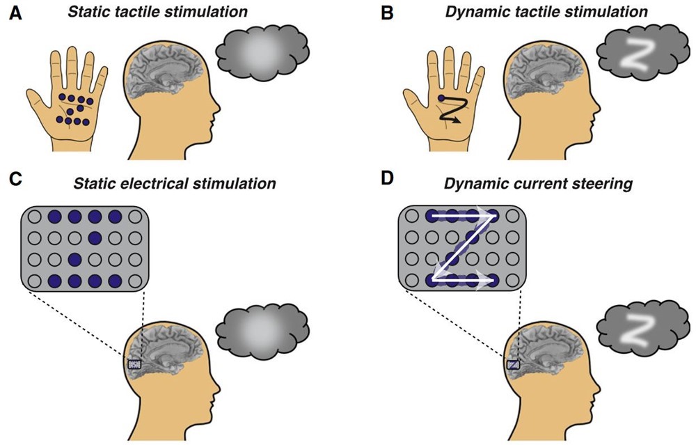 Esta ilustración muestra cómo la estimulación dinámica de la corteza visual permite “ver” formas (C y D reflejan el sistema empleado en esta investigación). Beauchamp et coll./ Cell.