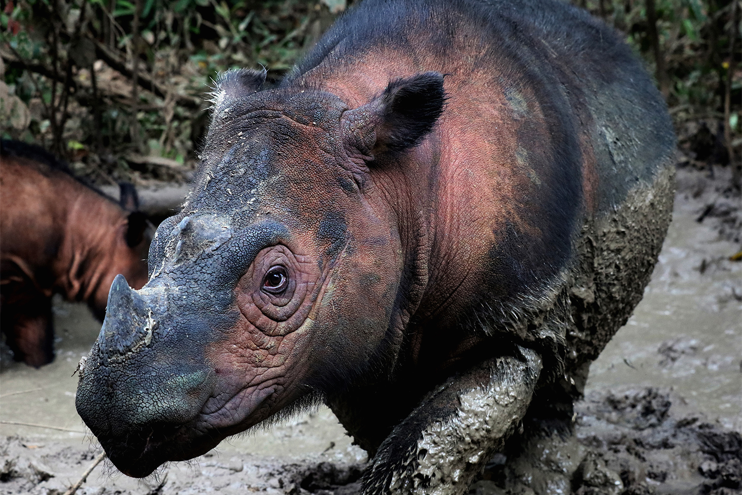 El rinoceronte de Sumatra (Dicerorhinus sumatrensis) es uno de los mamíferos más amenazados de la Tierra. Aproximadamente 80 individuos permanecen en el norte de Sumatra, Indonesia, pero la caza furtiva por sus colmillos y la pérdida de hábitat los amenazan con la extinción. (Crédito de la imagen: Rhett Buttler / Mongabay)