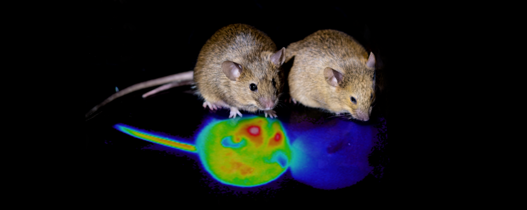 Dos ratones del experimento, el de la derecha en un estado sintético similar a la hibernación: su imagen especular en infrarrojos (en azul) es  completamente diferente de la del ratón no hibernado. Foto: Universidad de Tsukuba.