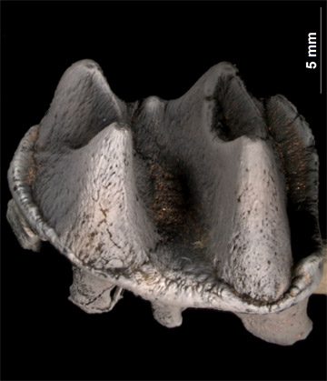 El diente fósil del ornitorrinco gigante encontrado en Australia. Imagen: Rebecca Pian. Fuente: Universidad de Columbia.