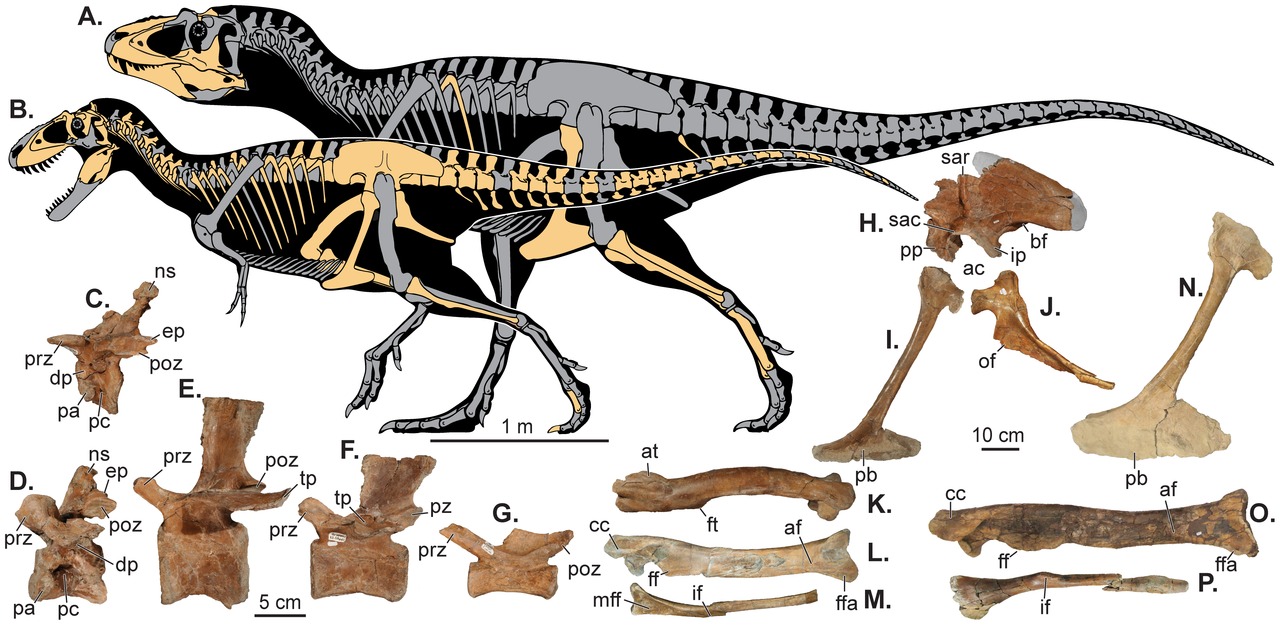 Reconstrucción de dos esqueletos de 'Lythronax argestes'. Fuente: Wikipedia.