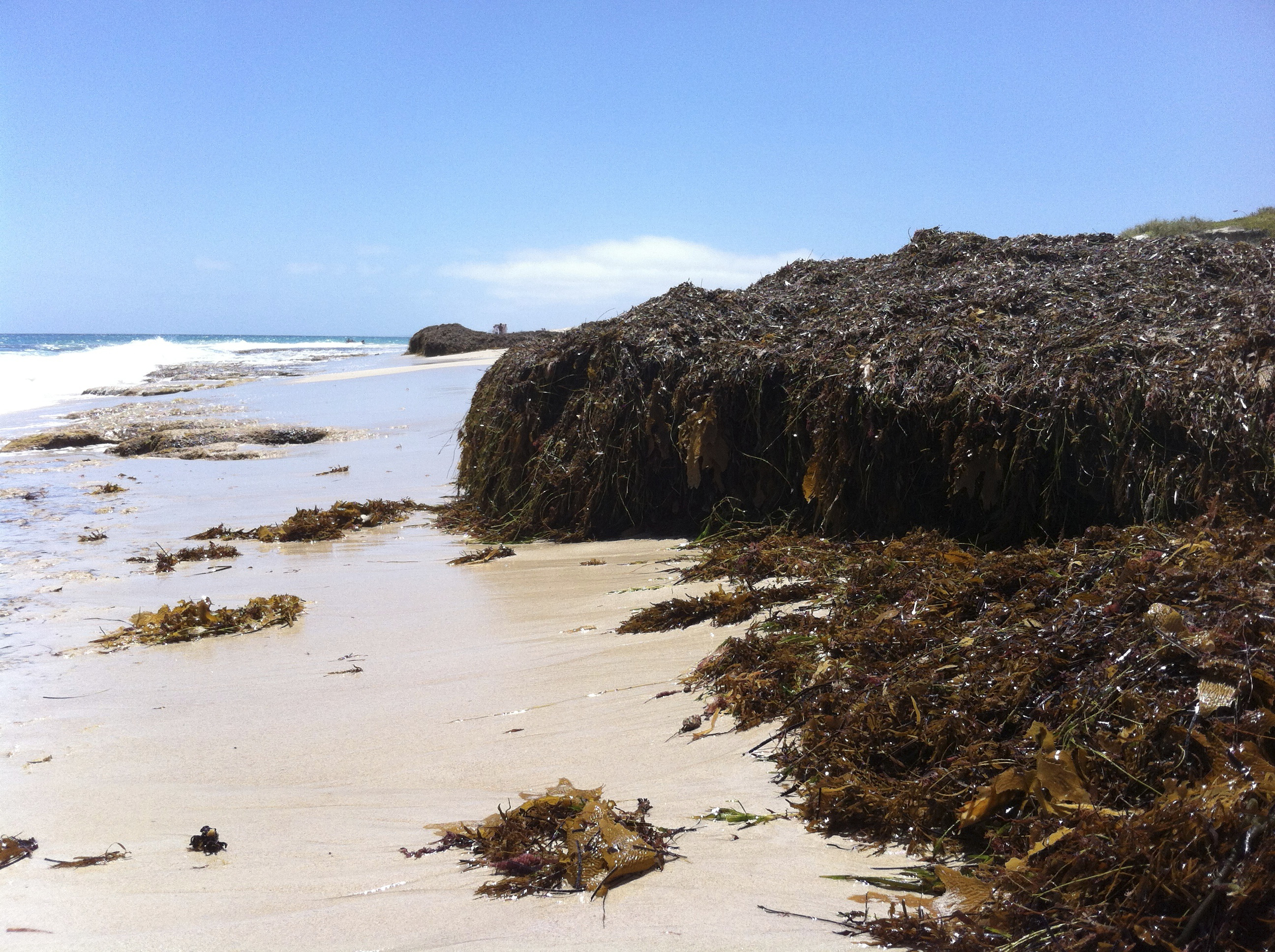 Las algas marinas sirven para proteger la costa. Fuente: CSIC.