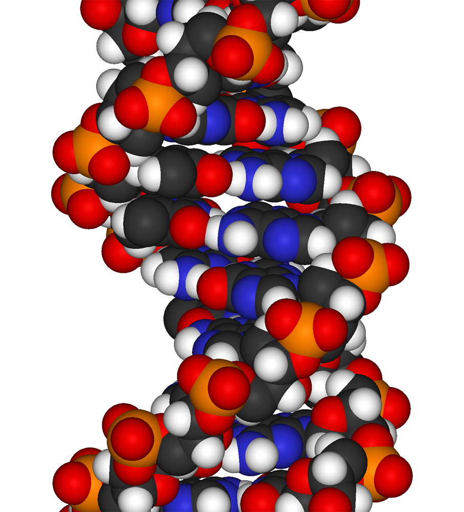 Fragmento de ADN. Fuente: Wikimedia Commons.