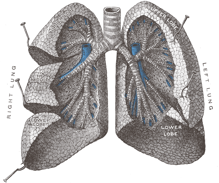 Pulmones. Fuente: Wikipedia.