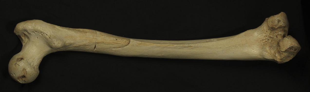 El hueso del muslo de un homínido 400.000 años de edad, de la Sima de los Huesos fue excavado por Arsuaga y su equipo. Imagen: Madrid Scientific Films. Fuente: SINC.