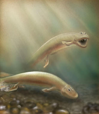 Ilustración en color de Tiktaalik roseae nadando y caminando en el agua. Fuente: Universidad de Chicago.